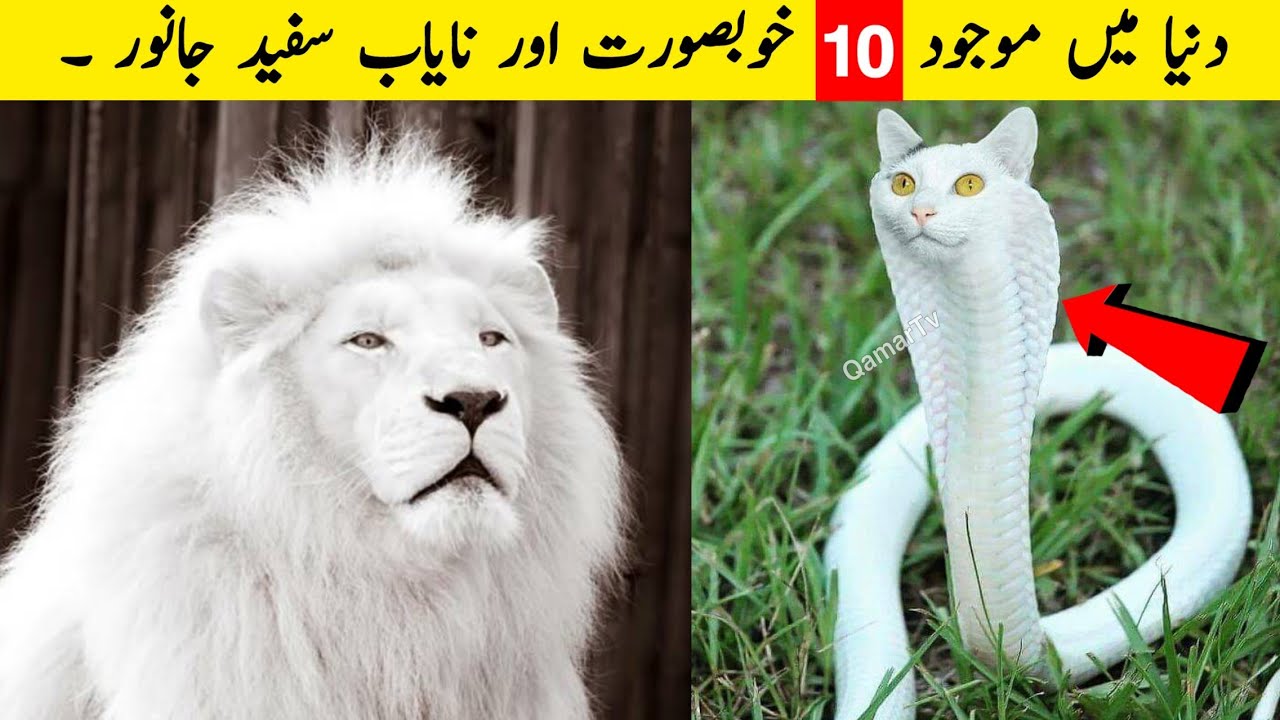 10 Most Beautiful White Animals In The World | 10 Most Rare White Animals  in the world | Qamar Tv - YouTube