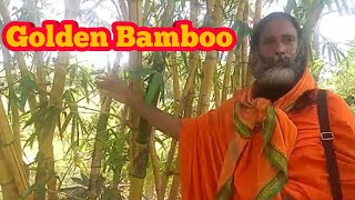 Golden Bamboo