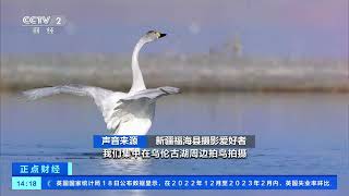 [正点财经]新疆乌伦古湖湿地面积增大 成候鸟“能量补给站”| 财经风云
