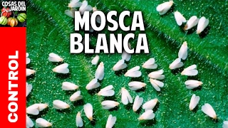 Cómo controlar la mosca blanca en limonero, tomate, plantas en general @cosasdeljardin