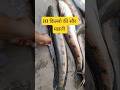 सौर मछली 5 से 10 किल्लो वाली अगर खाने की सोच रहे तो बिलकुल सही सोच रहे | Fish Market #shorts