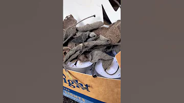 Dried Sage Leaves Hand Picked From The Garden August 20 2025 5 11pm Wednesday Shortsfilm Video 