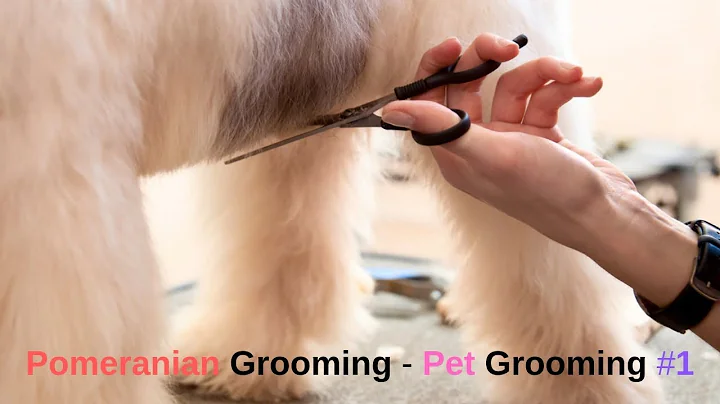 Video 11865441: pet grooming, cat grooming, pets compilation, pets love
