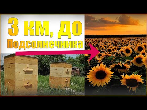 Как получить много меда от пчел) Как расстояние влияет на принос нектара в улей