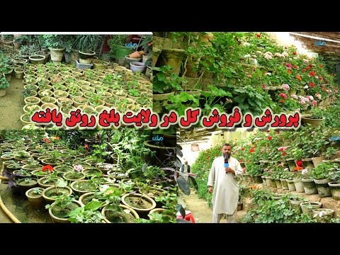 برنامه زراعت رونق بازار گل ونهال در شهرمزاشريف رونق يافته است