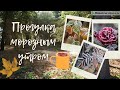 ПЕРВЫЙ ЗАМОРОЗОК #Умиротворение#морозное_утро