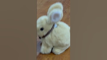 Rabbit crying 🐇🐰🐰