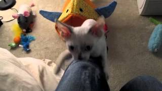 Devon Rex Kitten climbing my leg! ;P by Rhonda 491 views 11 years ago 24 seconds