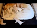 Golden Retriever pups - 17 days old