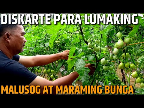 Video: Paano Mag-asin Ng Mga Kamatis