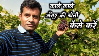 How to Cultivate Black Grapes काले अँगूर की खेती कैसे करें पूरी जानकारी हिंदी में