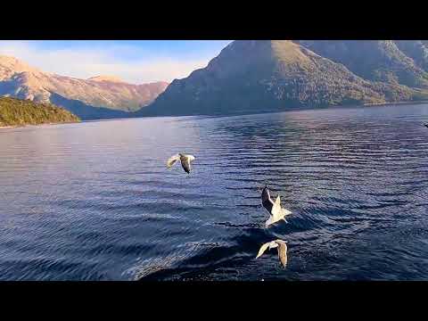 Video: ¿Dónde está el lago de las gaviotas?