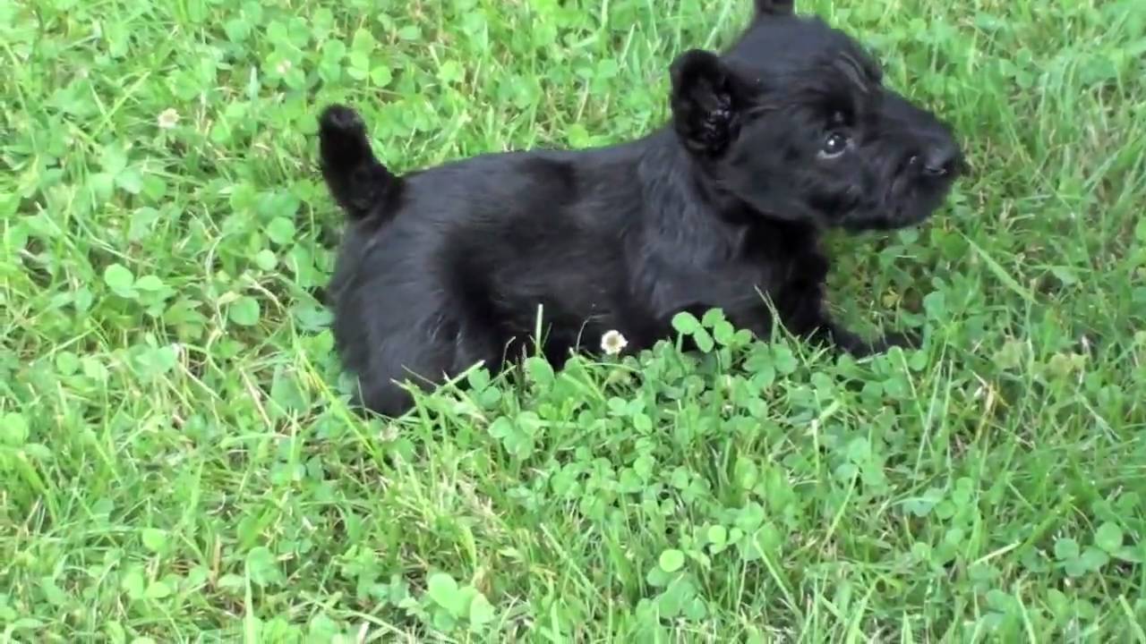 scottie dog puppies for sale