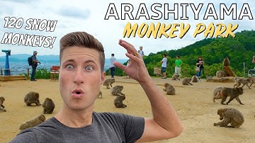 Spending a Day With 120 Japan Snow Monkeys in Kyoto | Arashiyama Monkey Park Iwatayama Guide