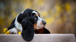 Basset Hound and Field Trials: Mastering the Game