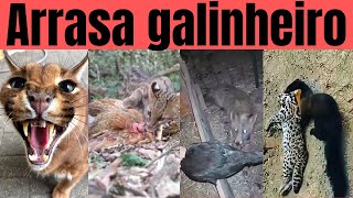 ROÇA PREDATORS: see the animals that eat your chickens and kill your calves.