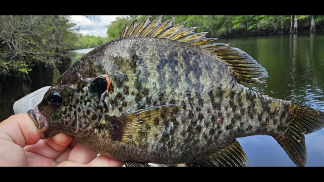 Ловля ракушняка и синежаберного солнечника на блесны и червей.