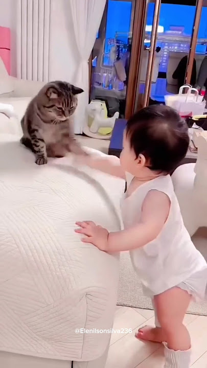 olha isso gente #comedy #humor #cat #animals #funny