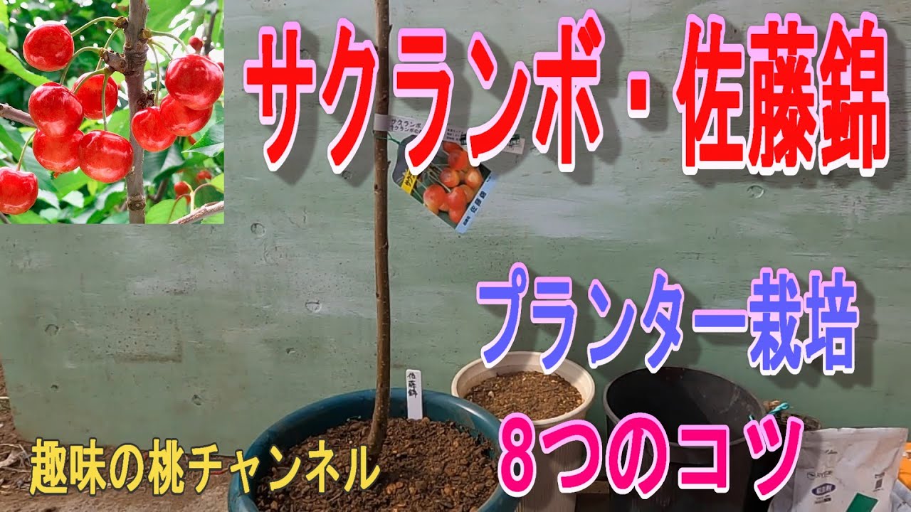 Sato Nishiki Cherries] 8 Tips for Growing in a Planter 25/2