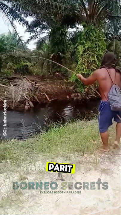Memancing Predator kebun Sawit #shorts #predator #sawit