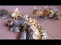 Grandma cat bella meets all her grandkittens for the first time