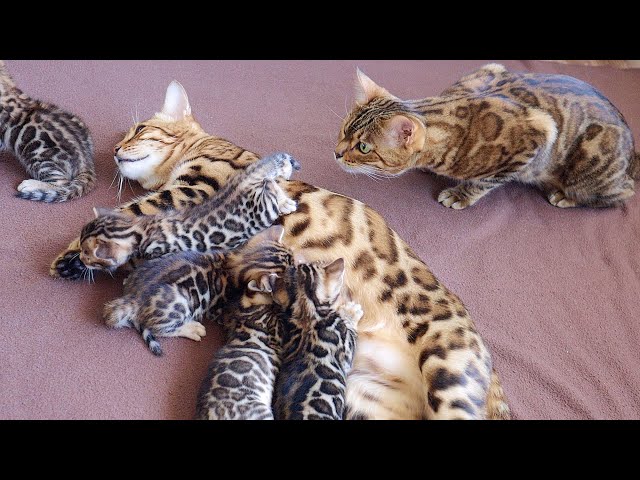 Grandma Cat Bella MEETS all her Grandkittens for the First Time!!!