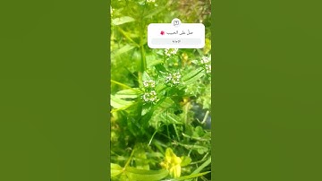 تلاوة هادئة تريح القلب -سورة الرحمان-