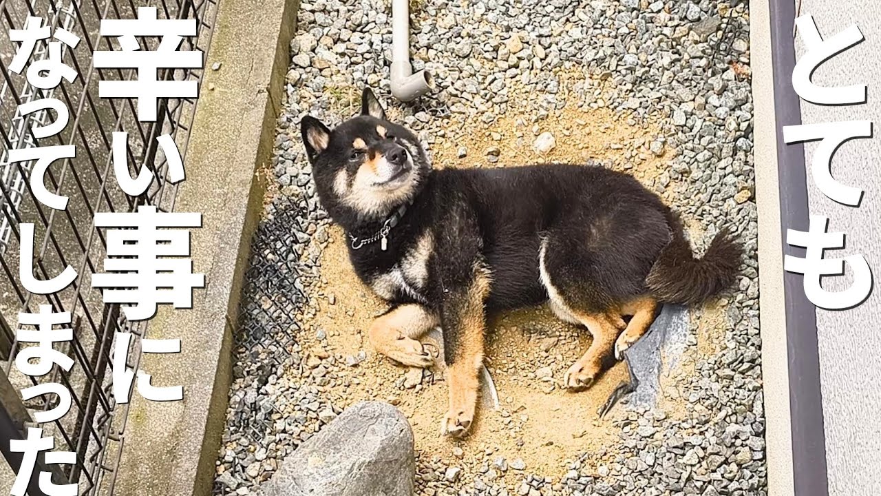 辛いけど現実を受け入れるしかありません。【黒柴犬】【shiba inu