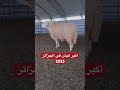 أكبر كبش في الجزائر 2025