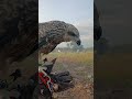 Eagle Dining in Nature#Eagle #BirdOfPrey #Birds #Animals #Nature #Fypシ゚viral