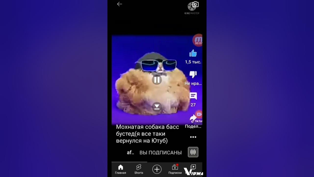 Wet poodle... From @ancoron on instagram Really cute dogs, Poodle grooming, Pood