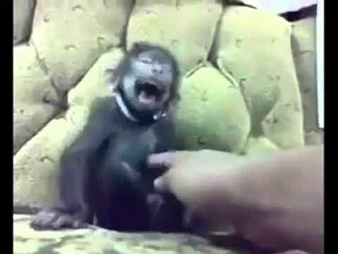 バカうけ 笑う猿 The Monkey At Which It Laughs Youtube