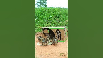 Really Creative DIY Trap Technique - Easy Quick Bird Trap #shorts