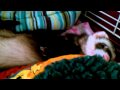 Ferret sleeping in cage