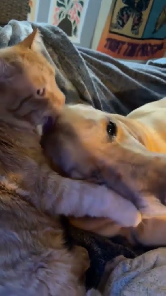 Cat Loves His Dog || ViralHog