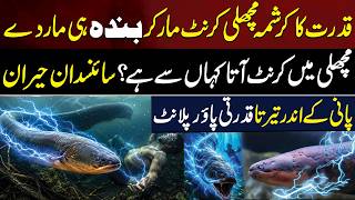 Natures Living Power Plant The Shocking Truth About Electric Eels Aik Digital