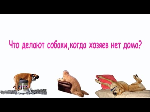 Что делают собаки,когда хозяев нет дома?[PeakPlus]