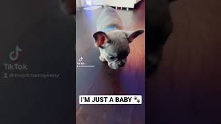 I’m JUST A BABY  #shorts #family #frenchie #parenting #dog #familychannel
