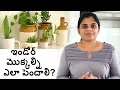 ఇండోర్ మొక్కల్ని ఎలా పెంచాలి?? How to grow Indoor Plants&Best Indoor plants||B like Bindu