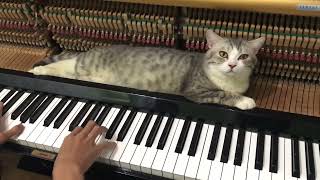 The best lullaby and Piano massage for cat by Haburu 35,087 views 2 years ago 3 minutes, 37 seconds