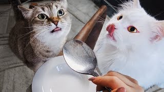 How Cats React To Me Eating Invisible Food