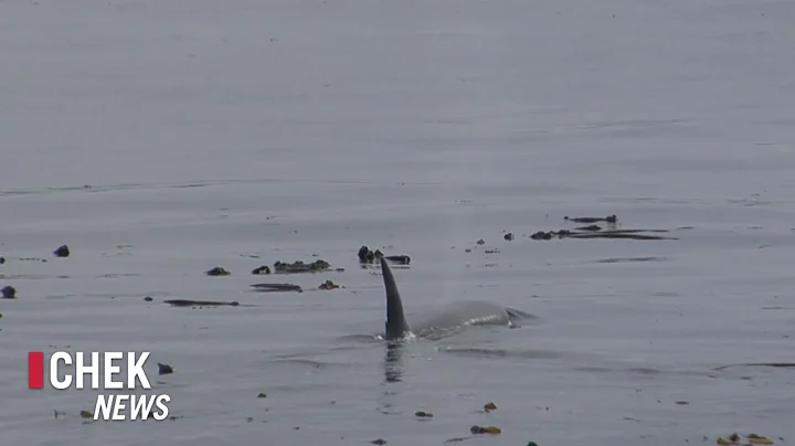 Orcas swim near Clover Point in Victoria | CHEK News