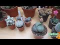 Cactus para Coleccionistas | Caktuky