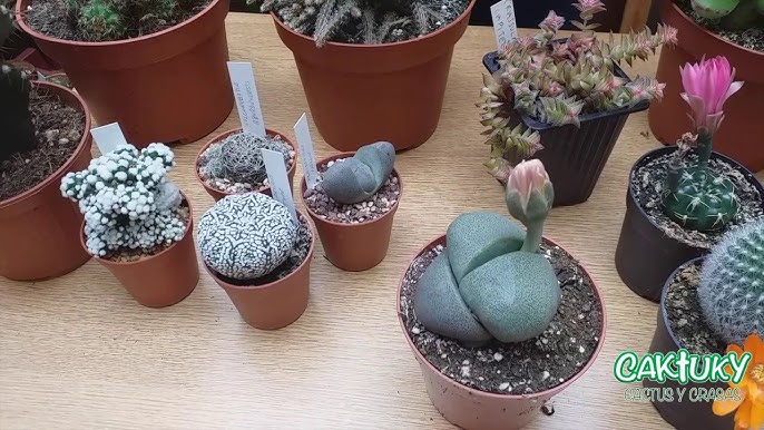 Singularidades Del Cactus Y Las Suculentas, Una Tendencia Natural - TvAgro  por Juan Gonzalo Angel 