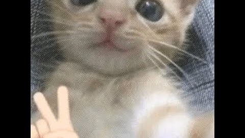 архивный разьеб myrust с desync-ом