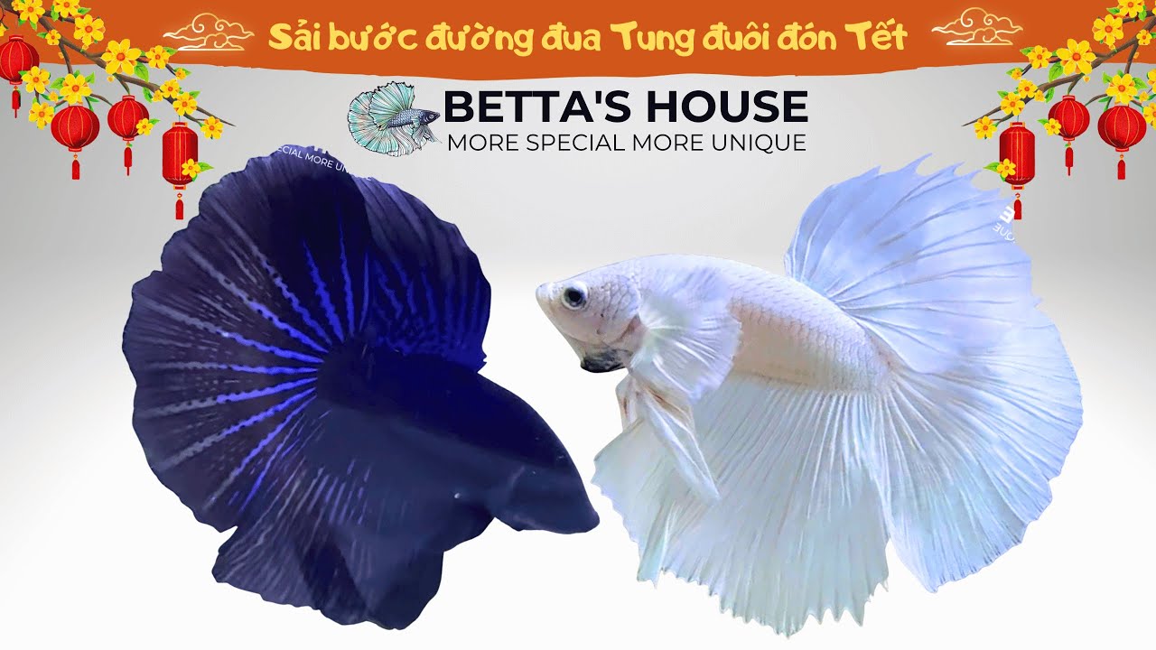HẮC BẠCH NGHÊNH TÂN – Siêu Phẩm Dumbo White & Black Halfmoon Đón Tết 2026 🧧