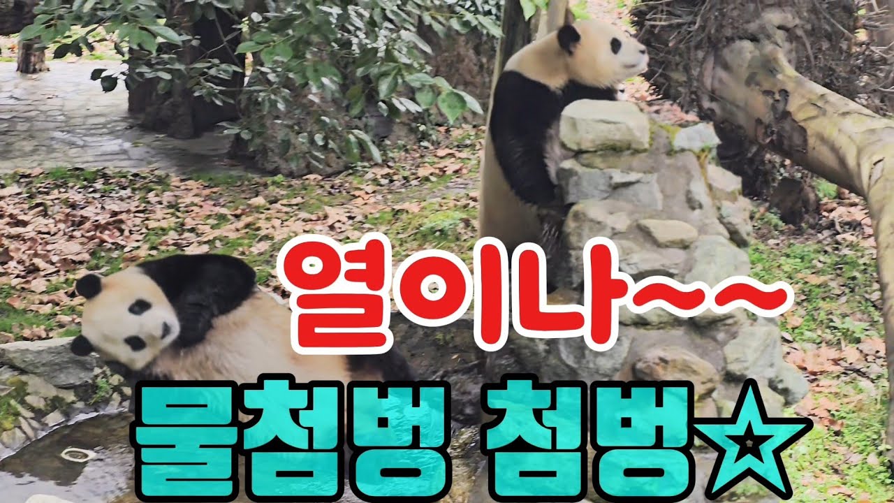 26.3.5 오전3 푸바오실시간 왤케 덥죠?물에 몇번씩 들어가는 푸야 🐼 #푸바오 #푸바오실시간 #푸바오근황