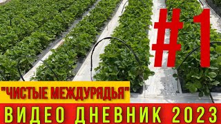 Чистые междурядья на клубнике .Видео дневник 2023 .ЧАСТЬ #1