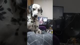 Dalmatian Funny video | Covid Isolation