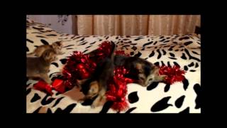Новогодние котята. Новогодние котята.